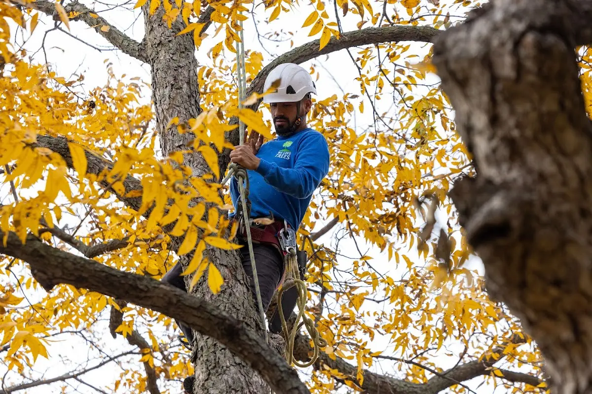 Skilled Tree Transplanting crew working in Ewing